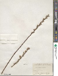 Salix repens image