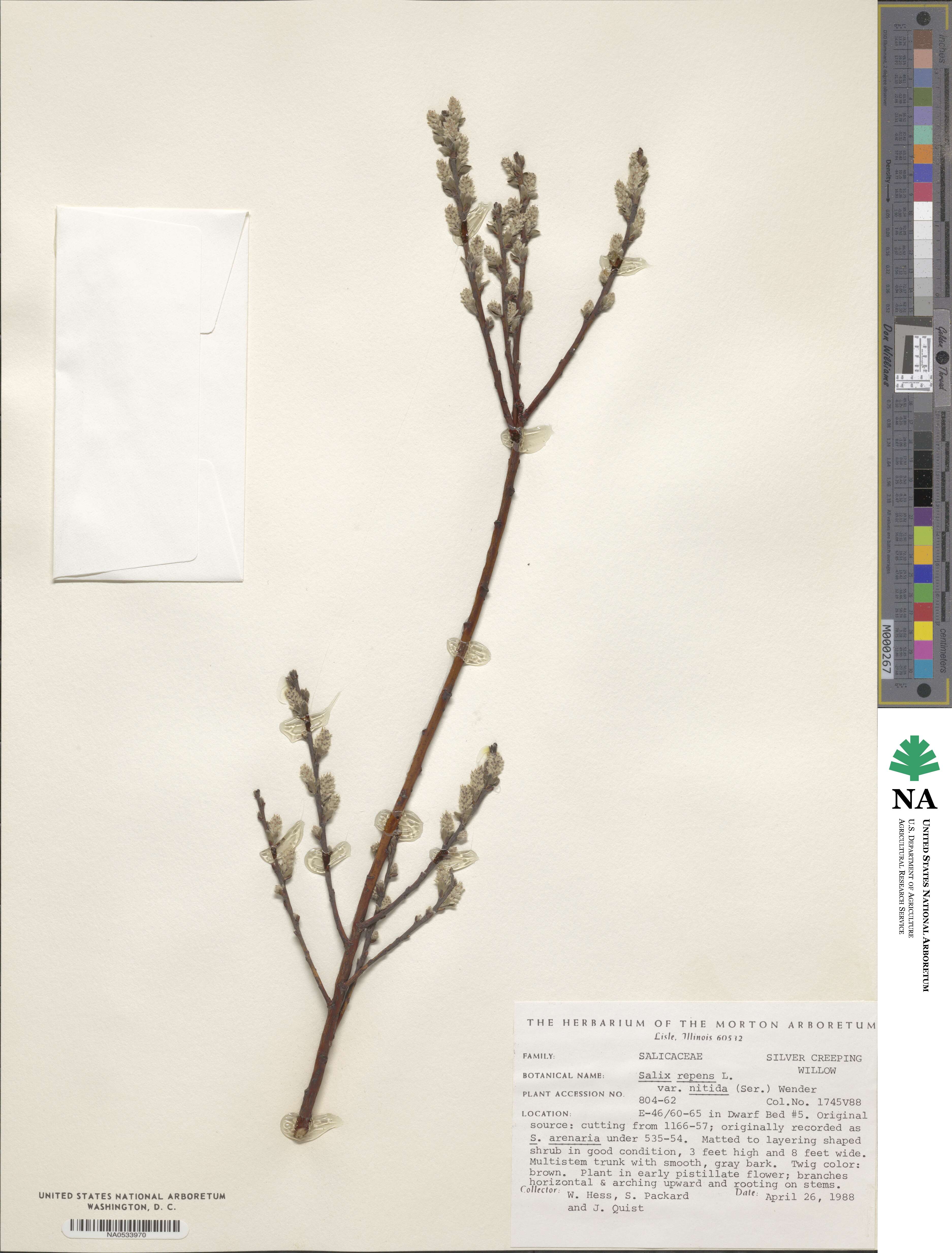 Salix repens subsp. dunensis image