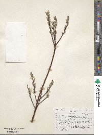 Salix repens image