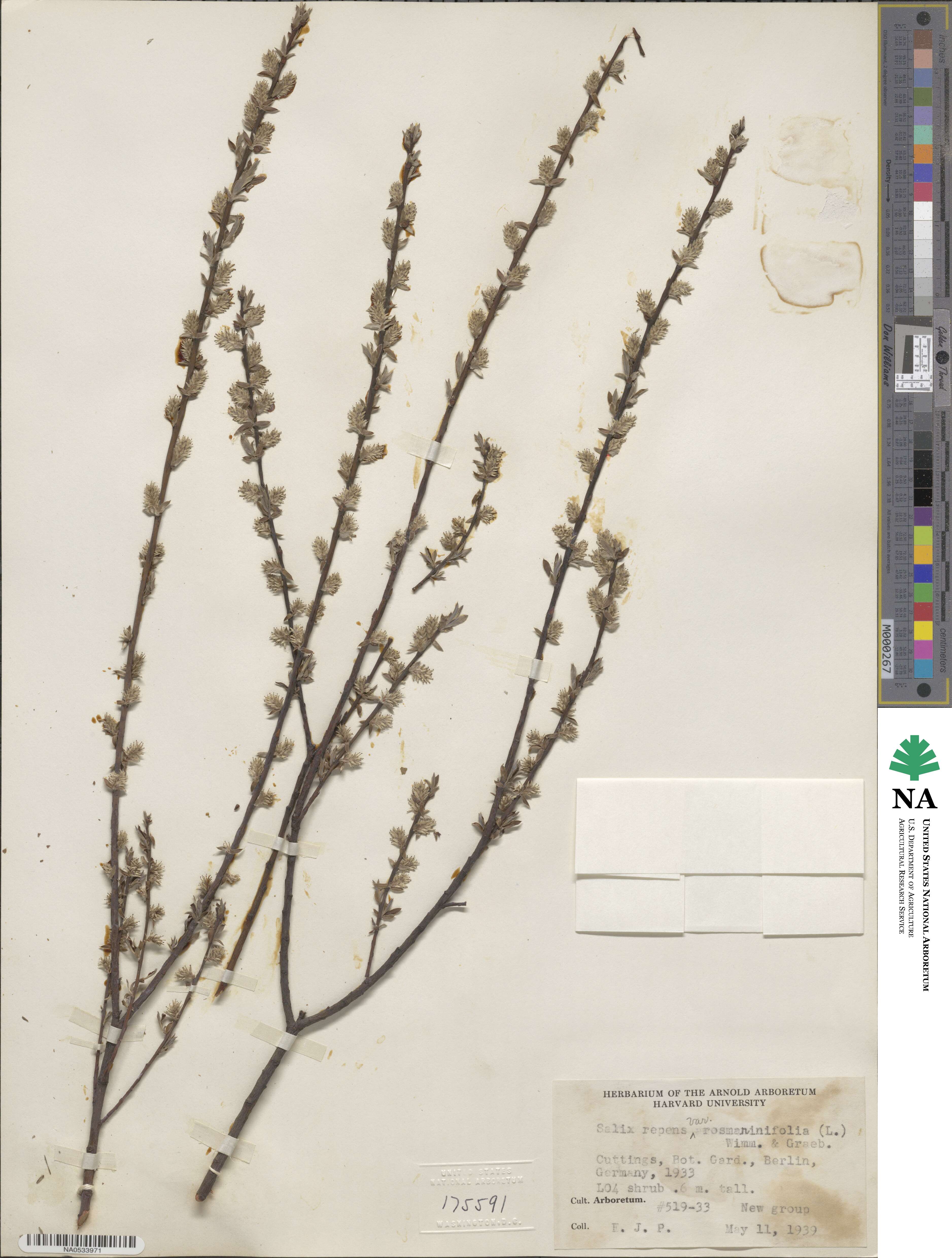 Salix repens var. rosmarinifolia image