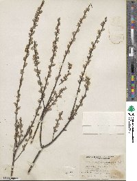 Salix repens image