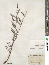 Salix repens var. rosmarinifolia image