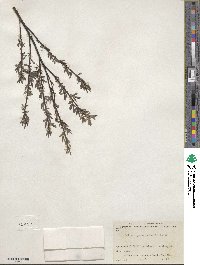 Salix repens image