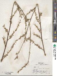 Salix purpurea image