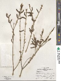 Salix purpurea image