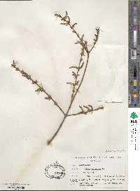 Salix purpurea image