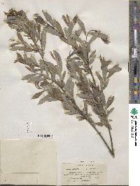 Salix purpurea image