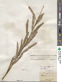 Salix purpurea image