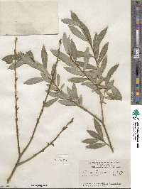 Salix purpurea image