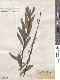 Salix purpurea image