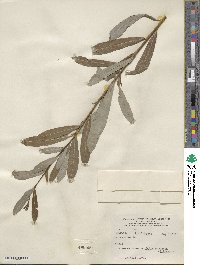 Salix purpurea image