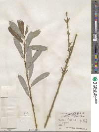 Salix purpurea image