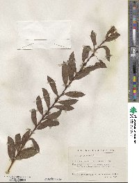 Salix purpurea image