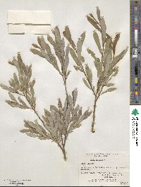 Salix purpurea image