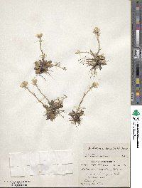 Antennaria howellii subsp. canadensis image