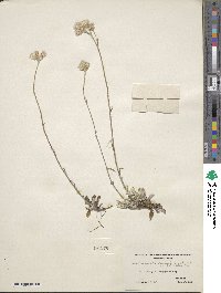 Antennaria howellii subsp. canadensis image