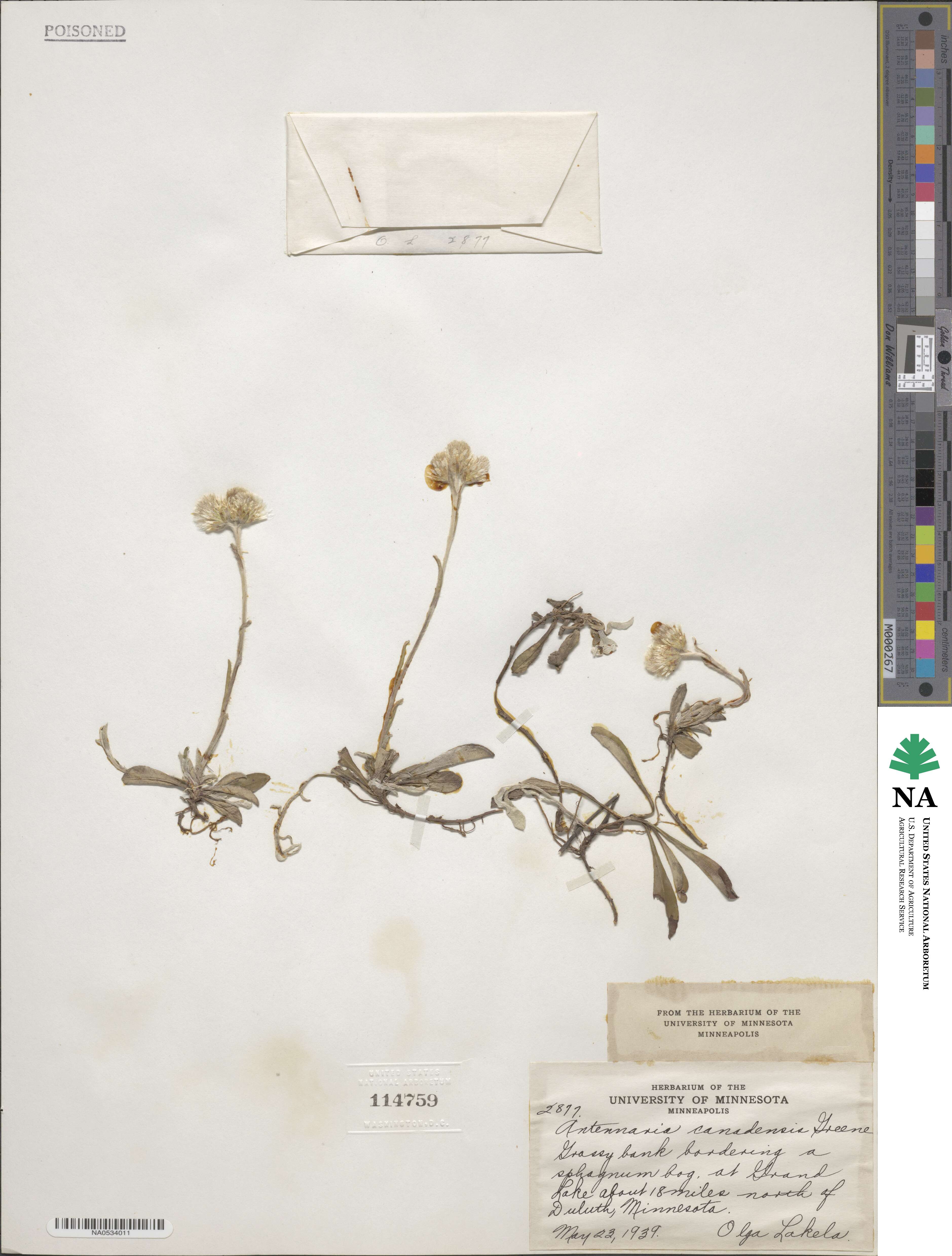 Antennaria howellii subsp. canadensis image