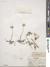 Antennaria howellii subsp. canadensis image