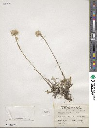 Antennaria howellii image