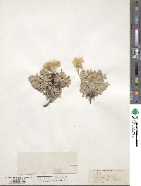 Antennaria dioica image