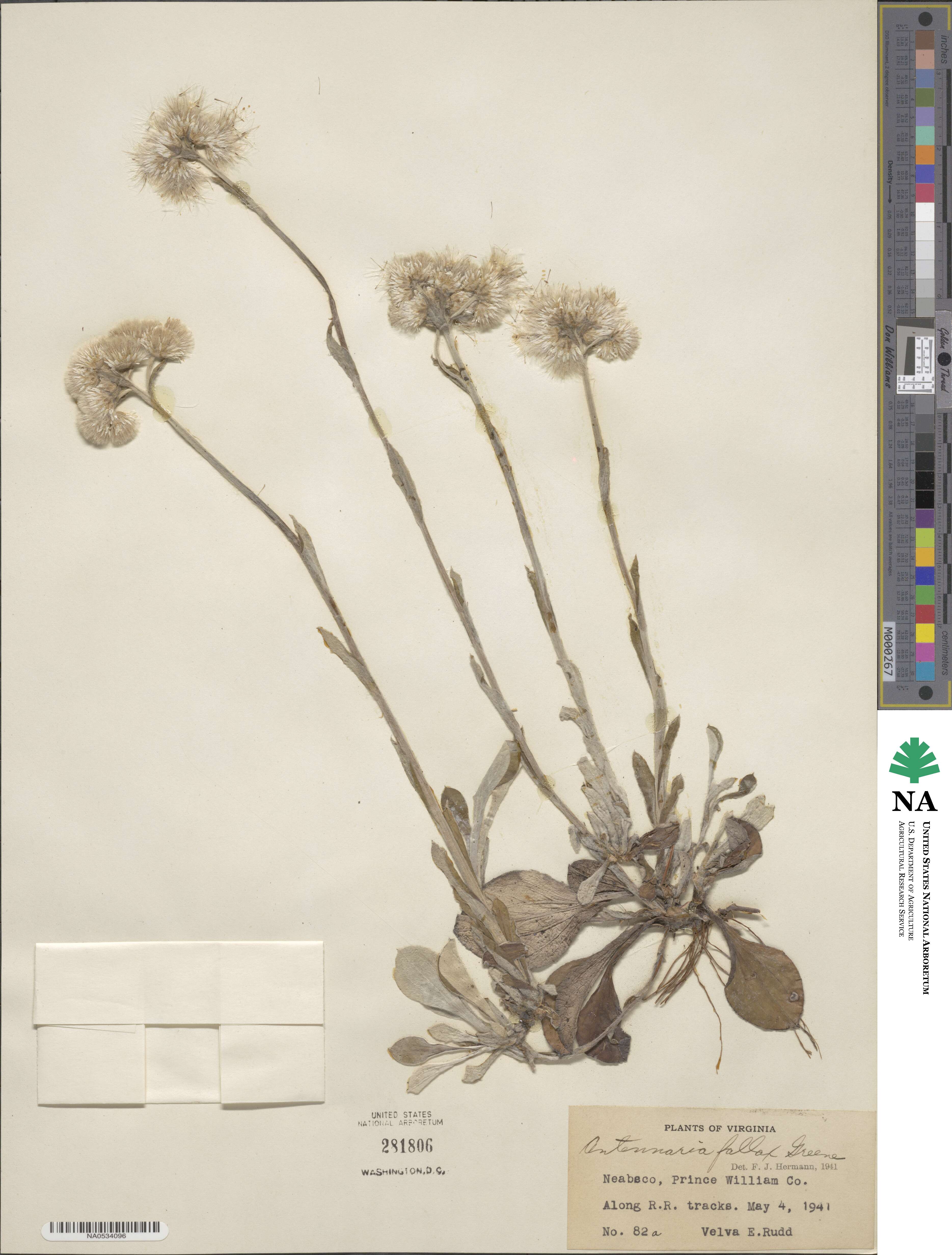 Antennaria parlinii subsp. fallax image
