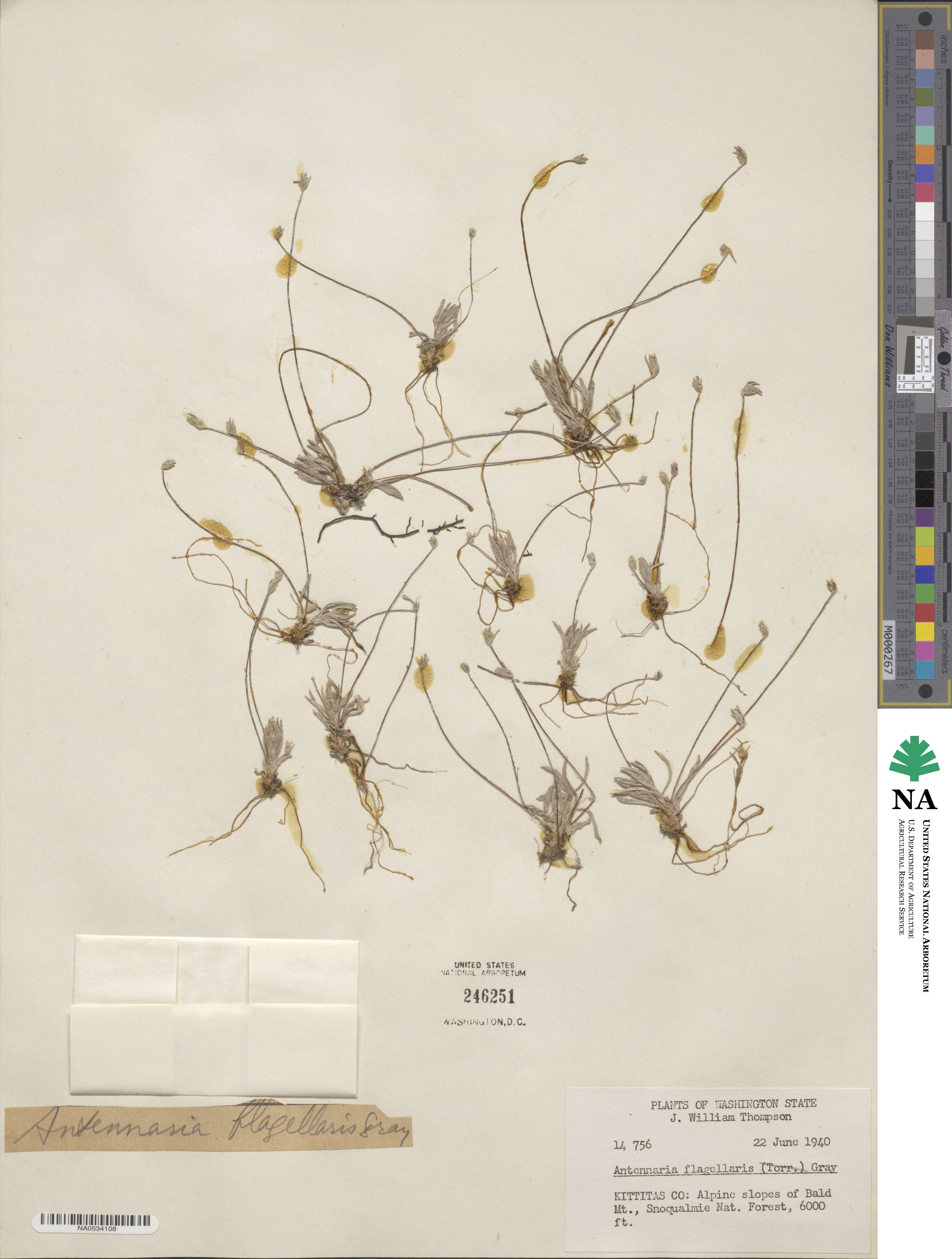 Antennaria flagellaris image