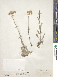 Antennaria luzuloides image