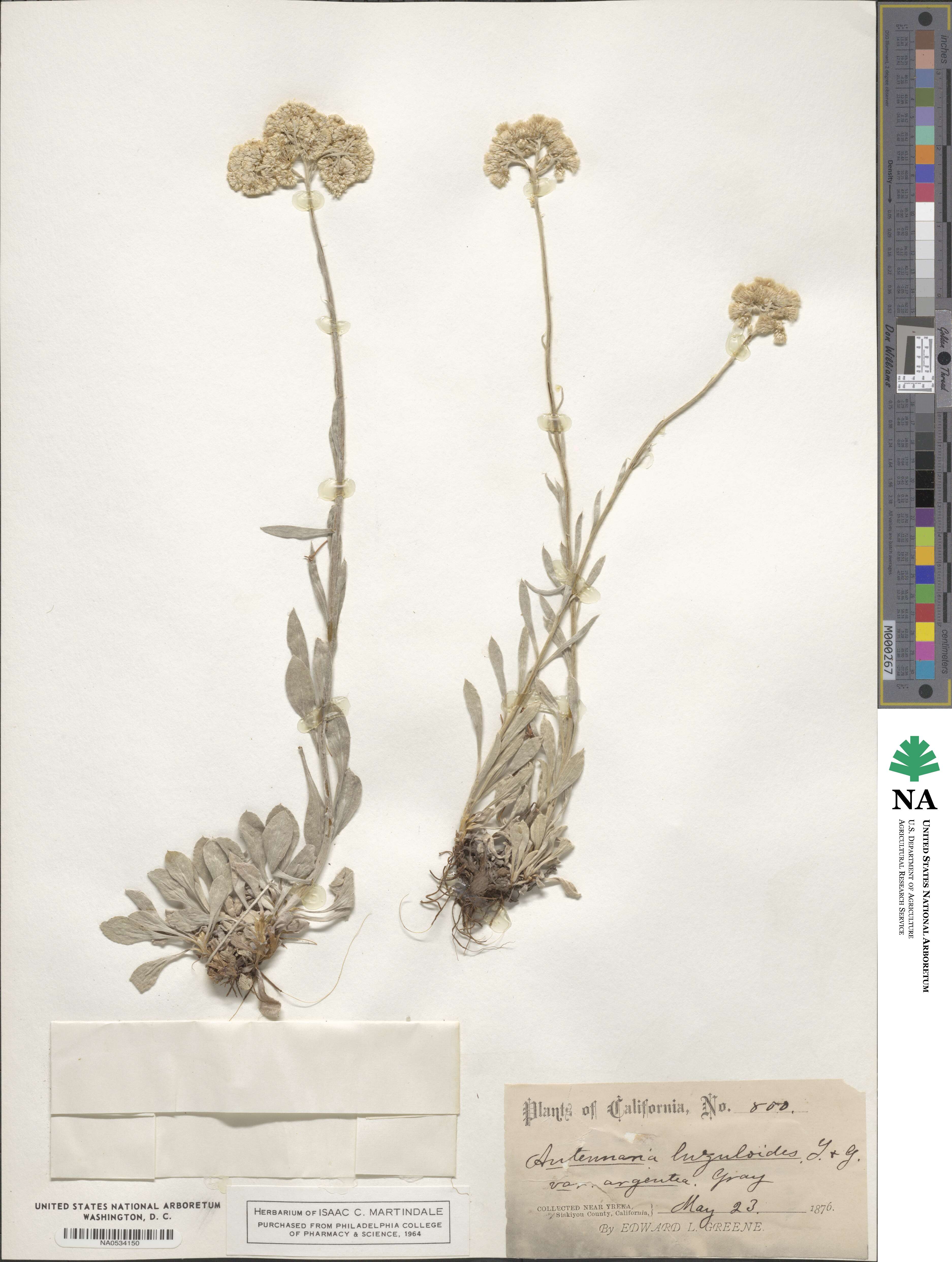 Antennaria luzuloides image