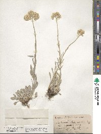 Antennaria luzuloides image