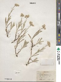 Antennaria luzuloides image