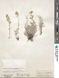 Antennaria luzuloides image