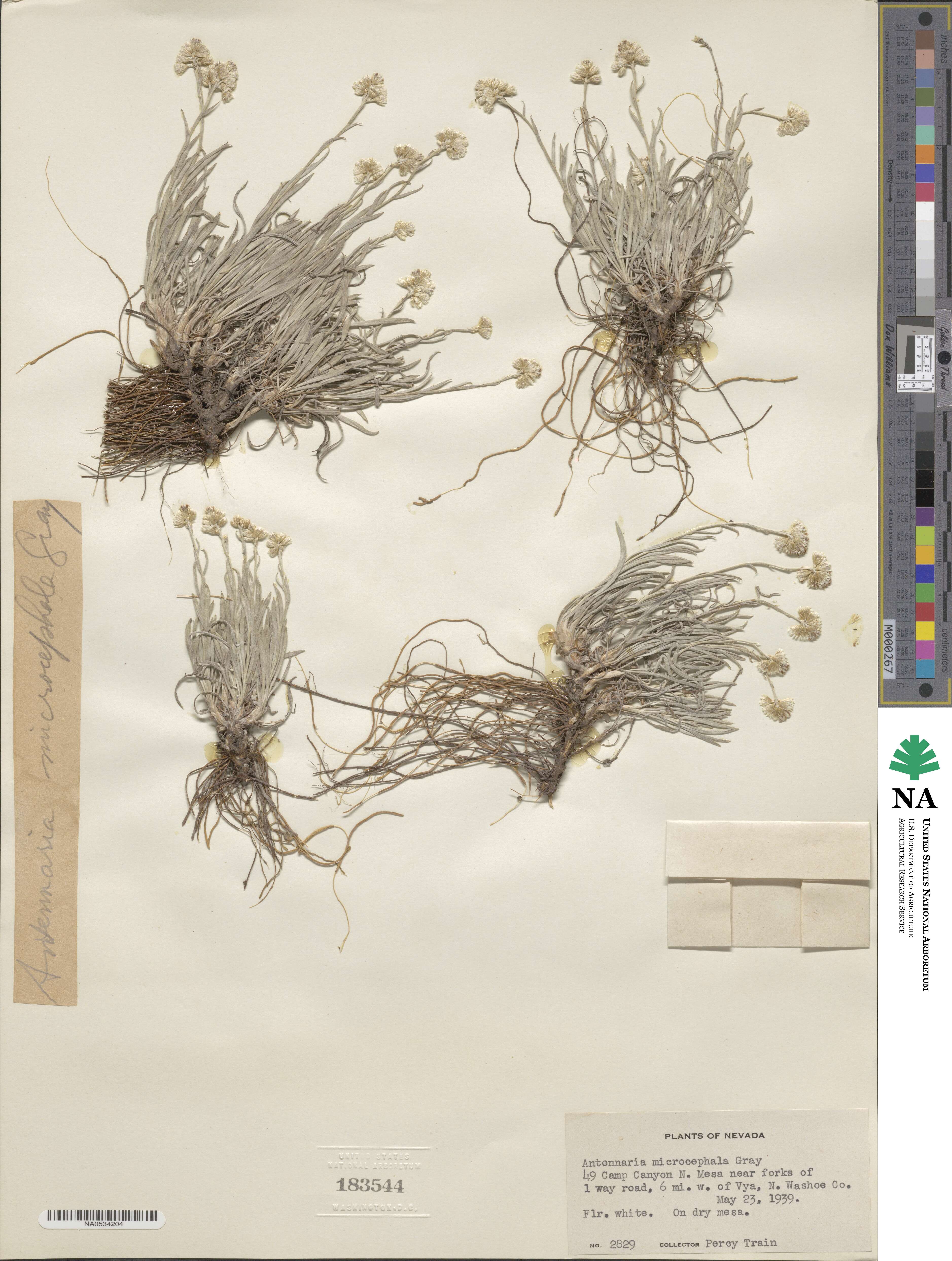 Antennaria luzuloides subsp. aberrans image