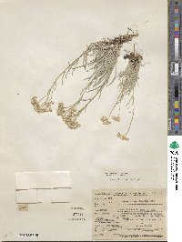 Antennaria luzuloides subsp. aberrans image