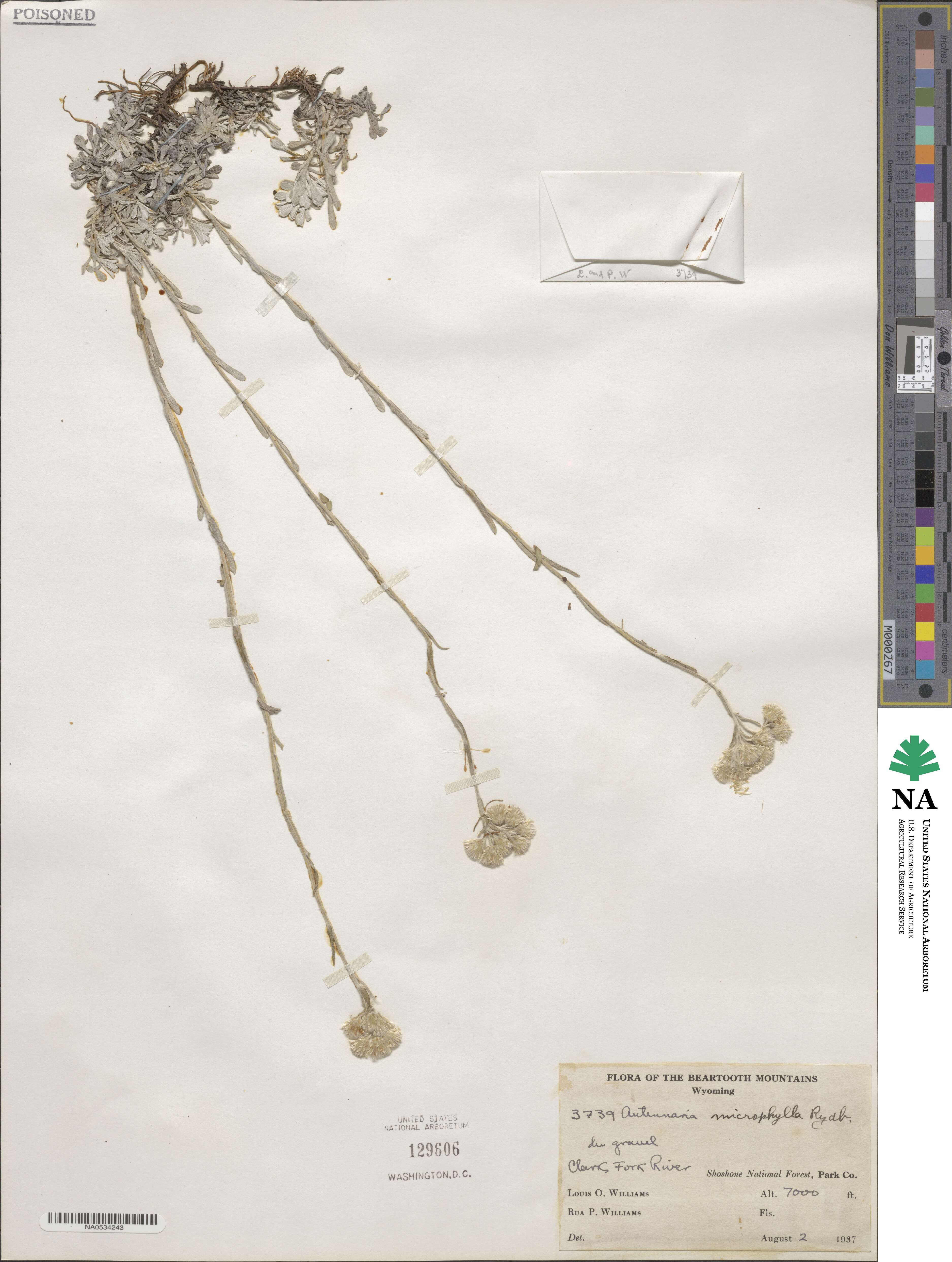 Antennaria microphylla image
