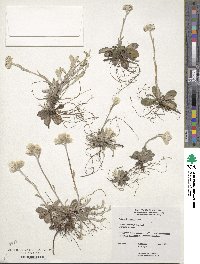 Antennaria neglecta image