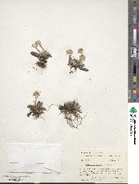 Antennaria neglecta image