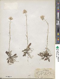 Antennaria neglecta image