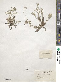 Antennaria neglecta image