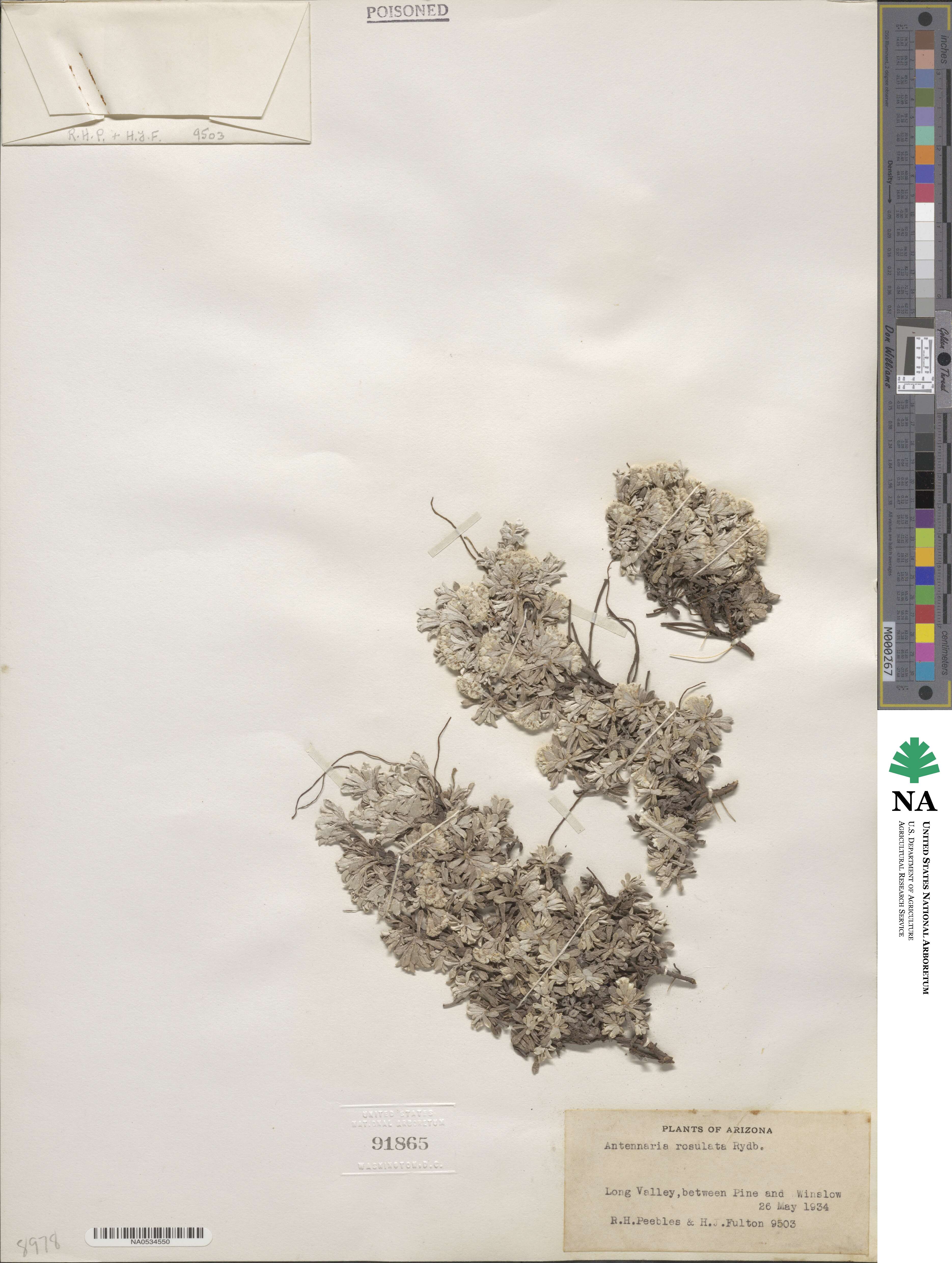 Antennaria rosulata image
