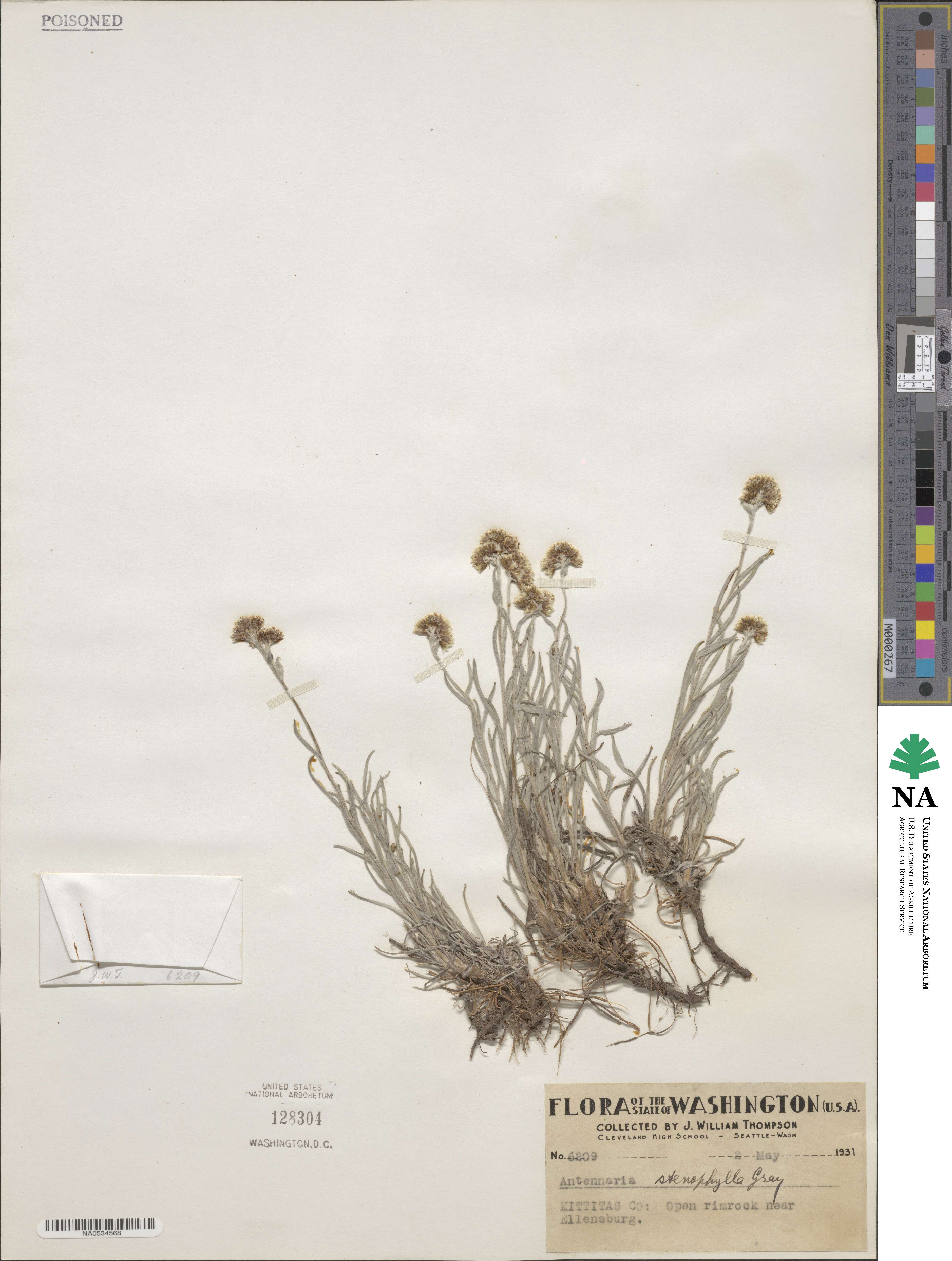 Antennaria stenophylla image