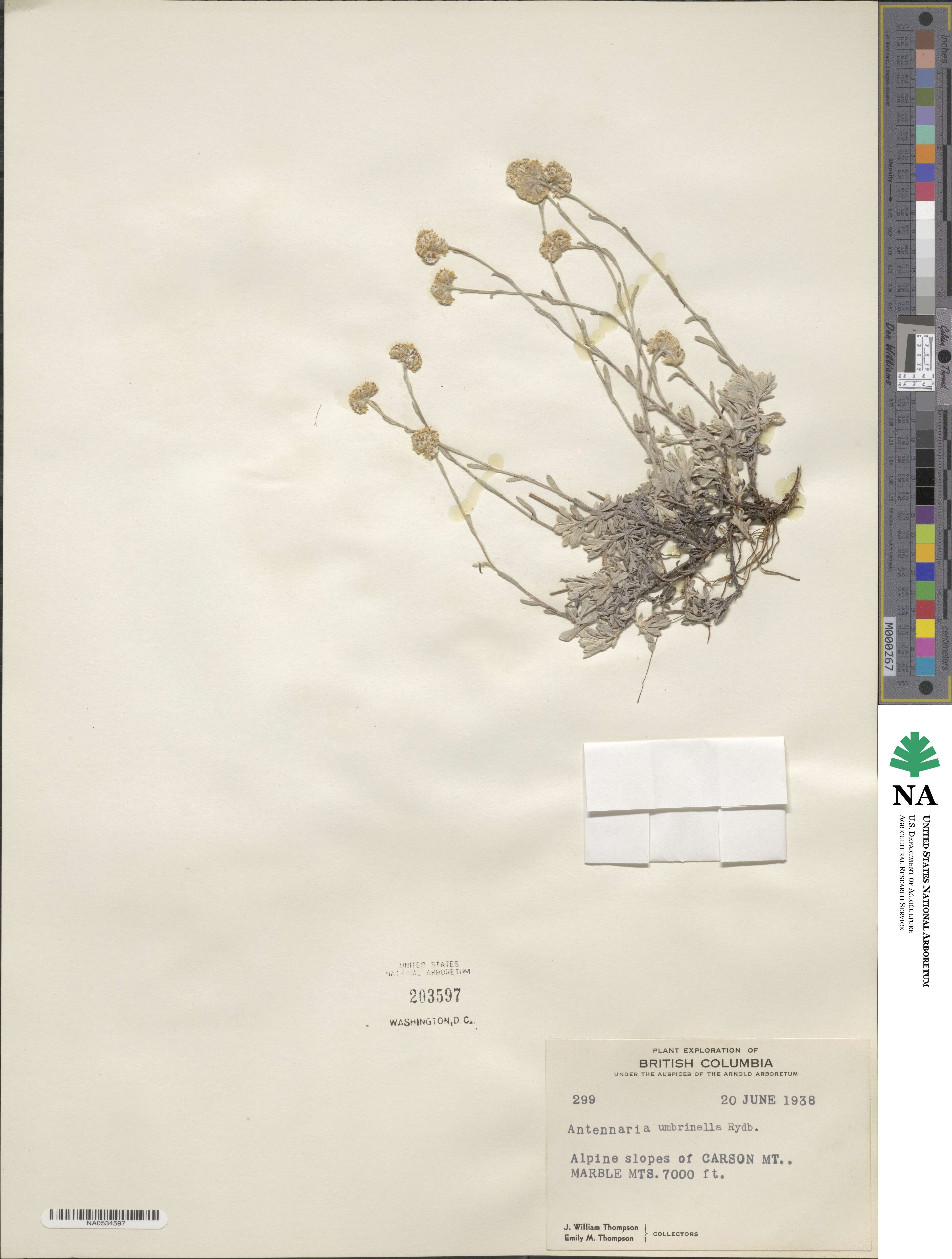 Antennaria umbrinella image