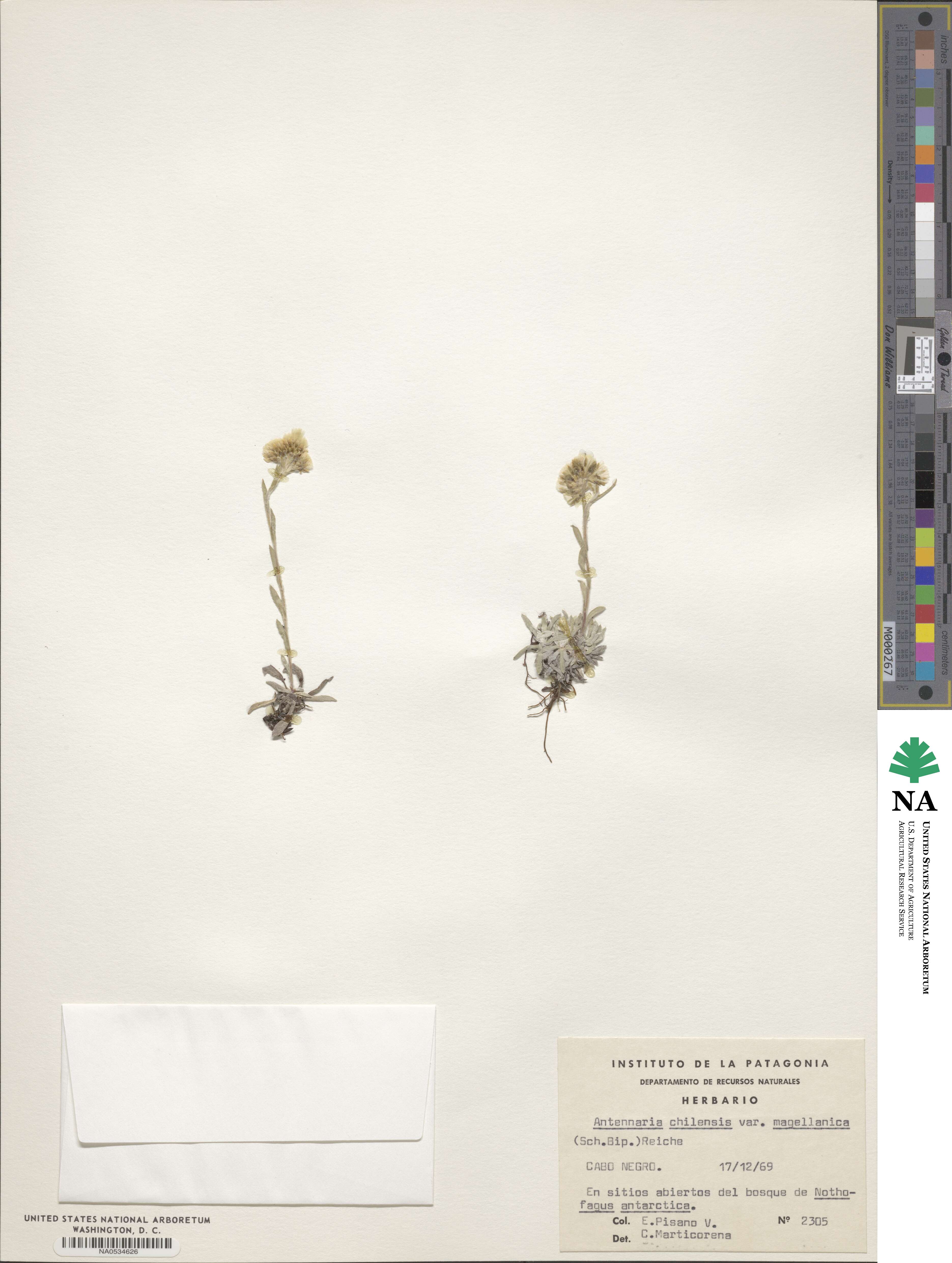 Antennaria chilensis image