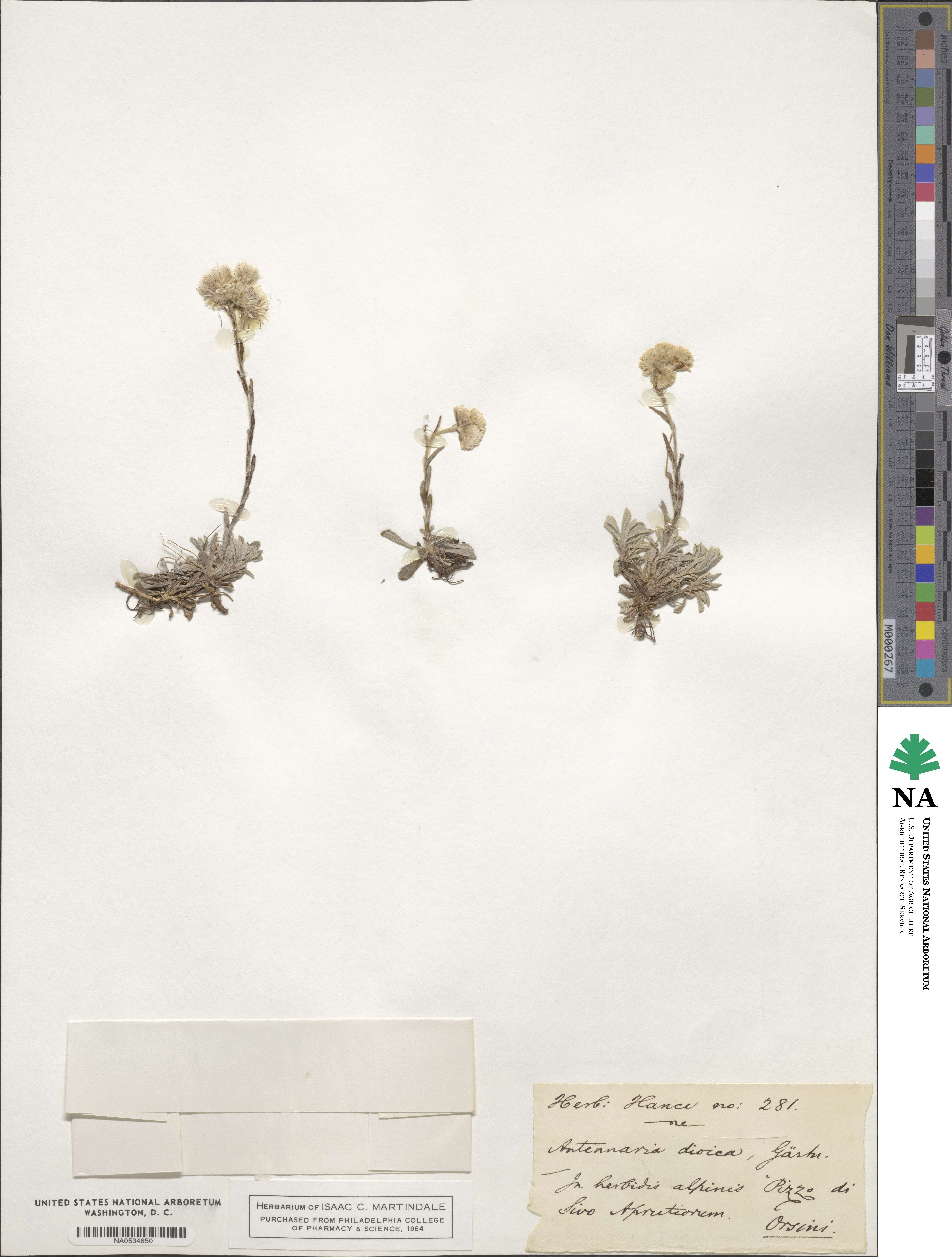Antennaria dioica image