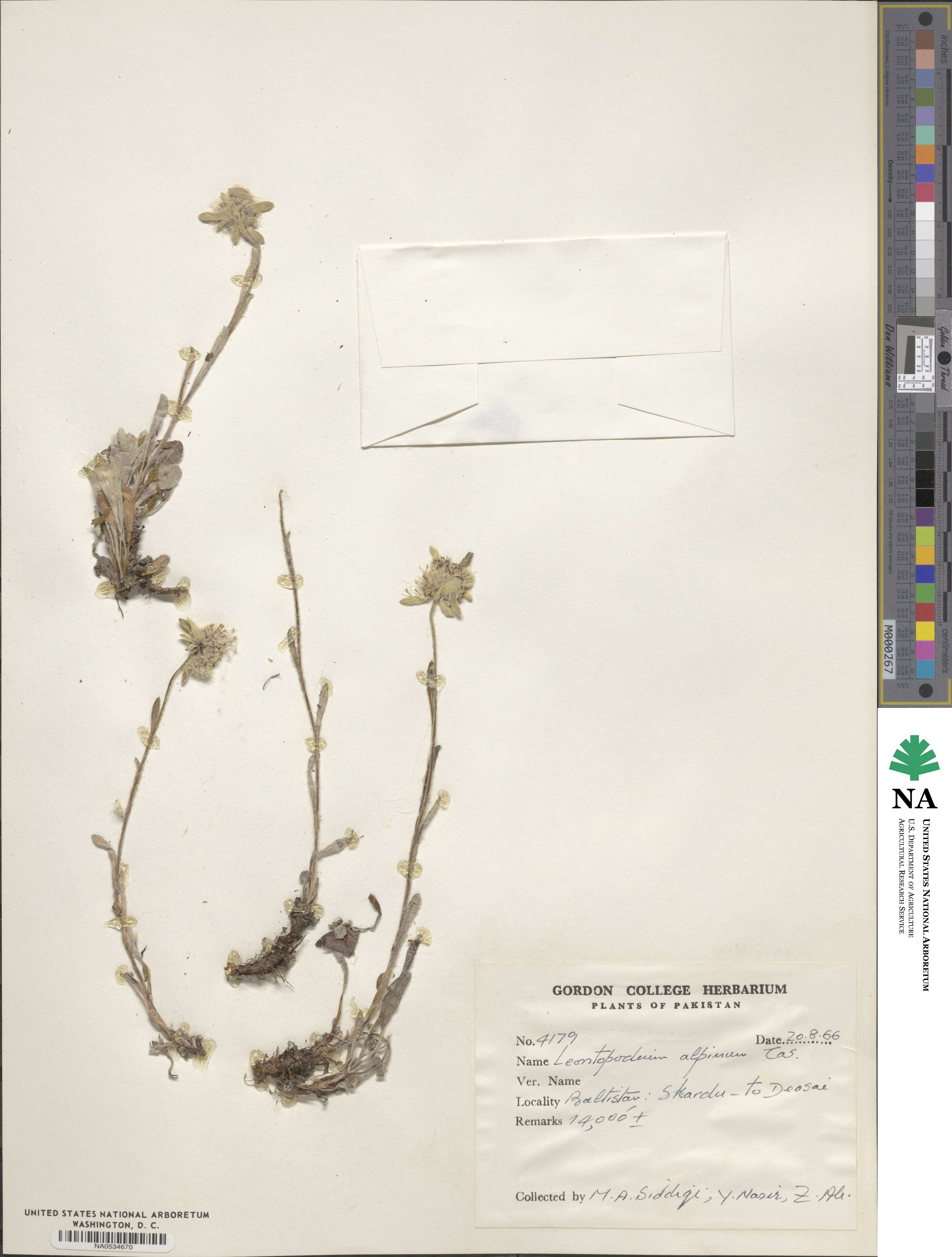 Leontopodium alpinum image