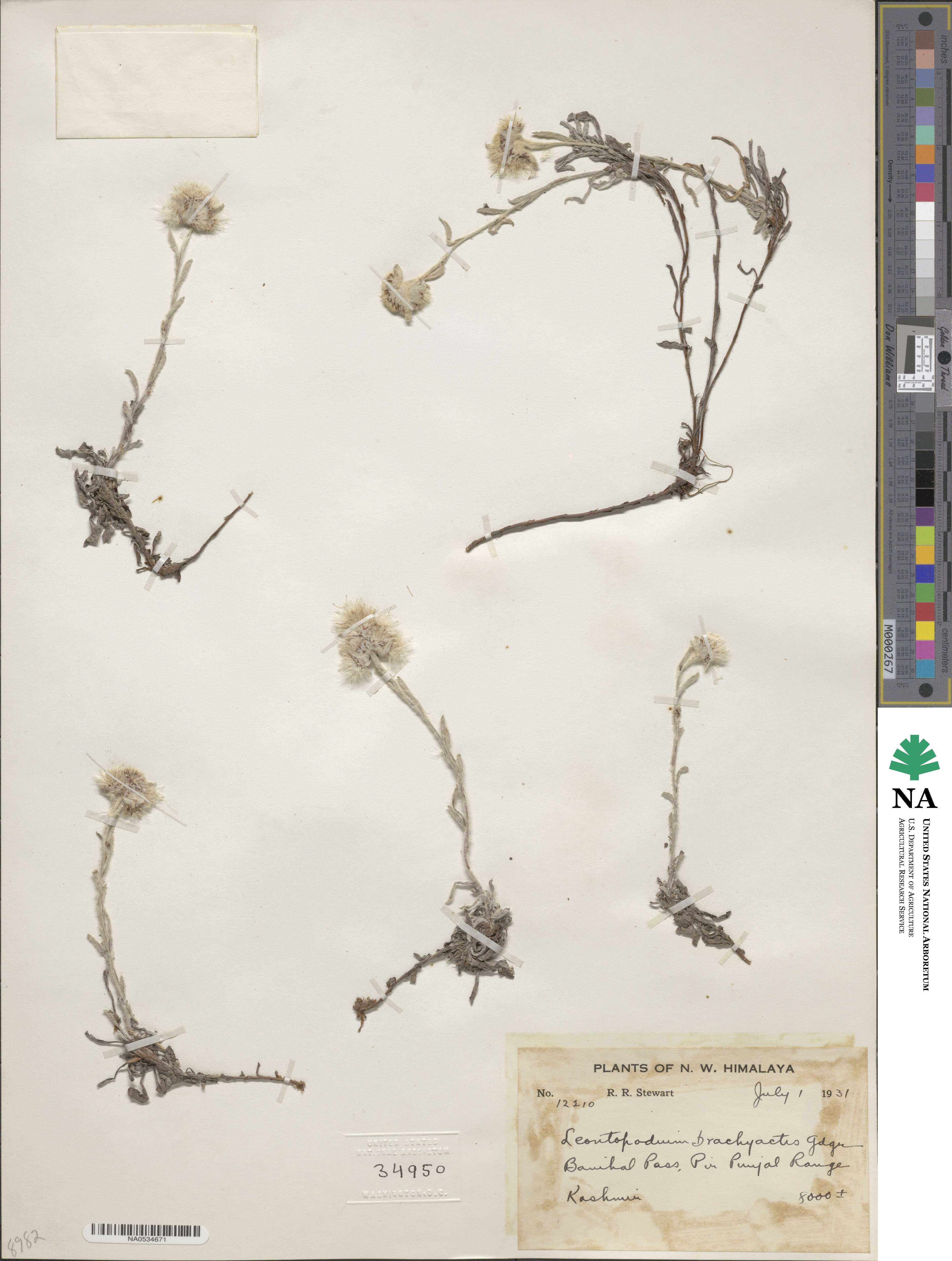 Leontopodium brachyactis image