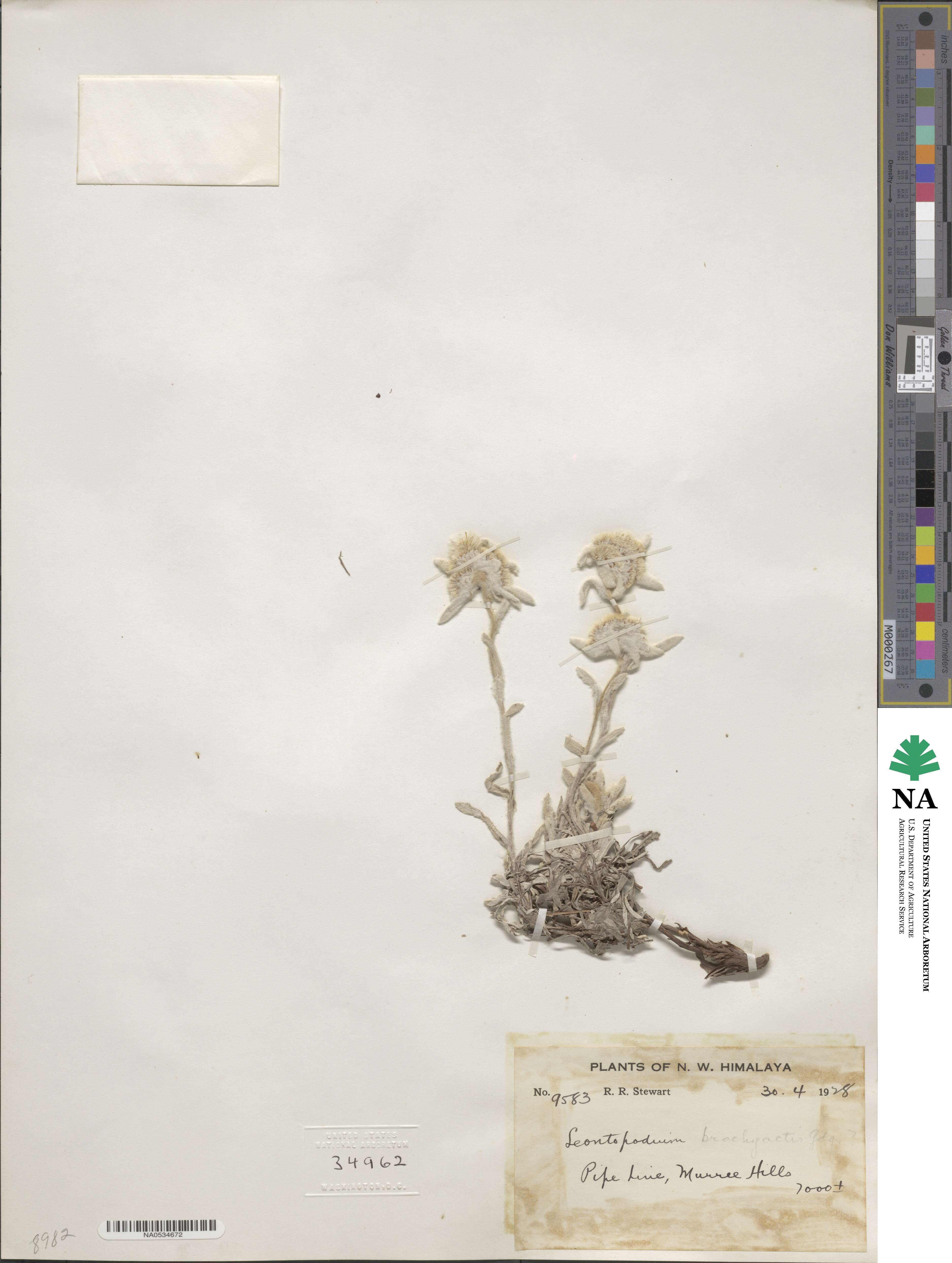 Leontopodium brachyactis image