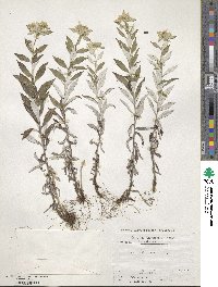 Leontopodium japonicum image