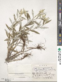 Leontopodium japonicum image