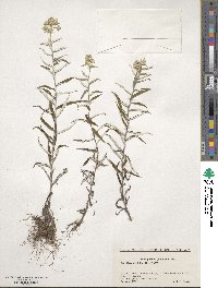 Leontopodium japonicum image