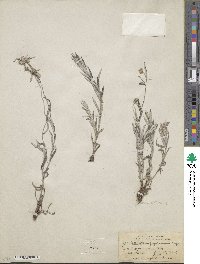 Leontopodium japonicum image